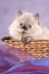 persian kitten colourpoint in basket