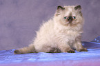 sitting persian kitten colourpoint