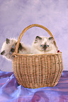 2 persian kitten colourpoint in basket