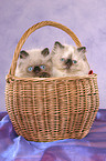 2 persian kitten colourpoint in basket