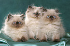 3 persian kitten colourpoint