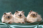 3 persian kitten colourpoint