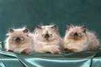 3 persian kitten colourpoint