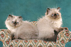 2 persian kitten colourpoint on sofa