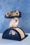 3 persian kitten colourpoint on cat tree