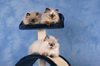 3 persian kitten colourpoint on cat tree