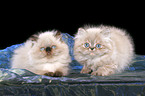 2 persian kitten colourpoint