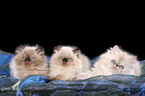 3 persian kitten colourpoint