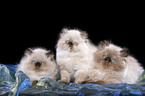 3 persian kitten colourpoint