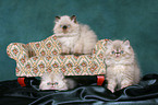 3 persian kitten colourpoint