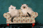 2 persian kitten colourpoint on sofa