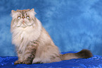 sitting persian cat colourpoint