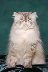 sitting persian cat colourpoint