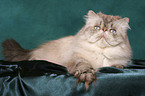 lying persian cat colourpoint tomcat