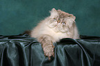 lying persian cat colourpoint tomcat