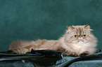 lying persian cat colourpoint tomcat