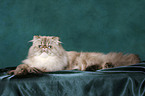 lying persian cat colourpoint tomcat