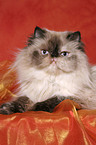 lying persian cat colourpoint