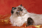 lying persian cat colourpoint