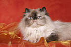 lying persian cat colourpoint