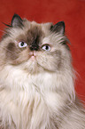 lying persian cat colourpoint