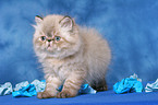 standing persian kitten colourpoint