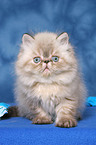 sitting persian kitten colourpoint