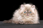 lying persian kitten colourpoint