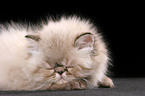 sleeping persian kitten colourpoint