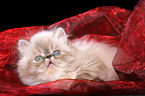 liegendes persian kitten colourpoint