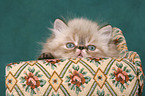 persian kitten colourpoint on sofa