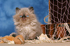 sitting persian kitten colourpoint