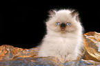 sitting persian kitten colourpoint