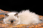 lying persian kitten colourpoint