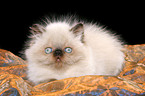 lying persian kitten colourpoint