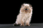 sitting persian kitten colourpoint