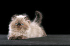 lying persian kitten colourpoint