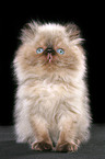 sitting persian kitten colourpoint