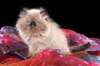 sitting persian kitten colourpoint