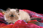 lying persian kitten colourpoint