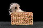 persian kitten colourpoint in basket