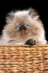 persian kitten colourpoint in basket