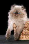 persian kitten colourpoint in basket