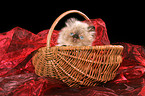 persian kitten colourpoint in basket