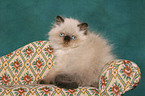 persian kitten colourpoint on sofa