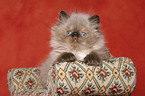 persian kitten colourpoint on sofa