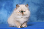 sitting persian kitten colourpoint