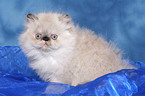 sitting persian kitten colourpoint