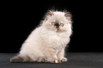 sitting persian kitten colourpoint