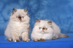 2 persian kitten colourpoint